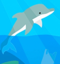 Dolphin Life